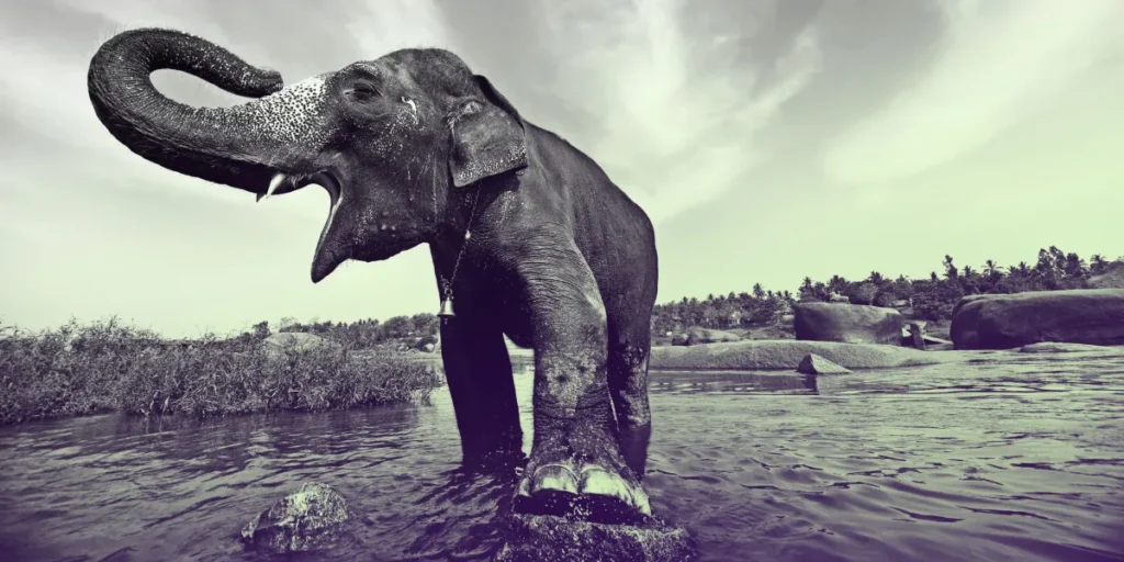 When Elephants and Algorithms Collide: India’s AI Warning Systems Get Real