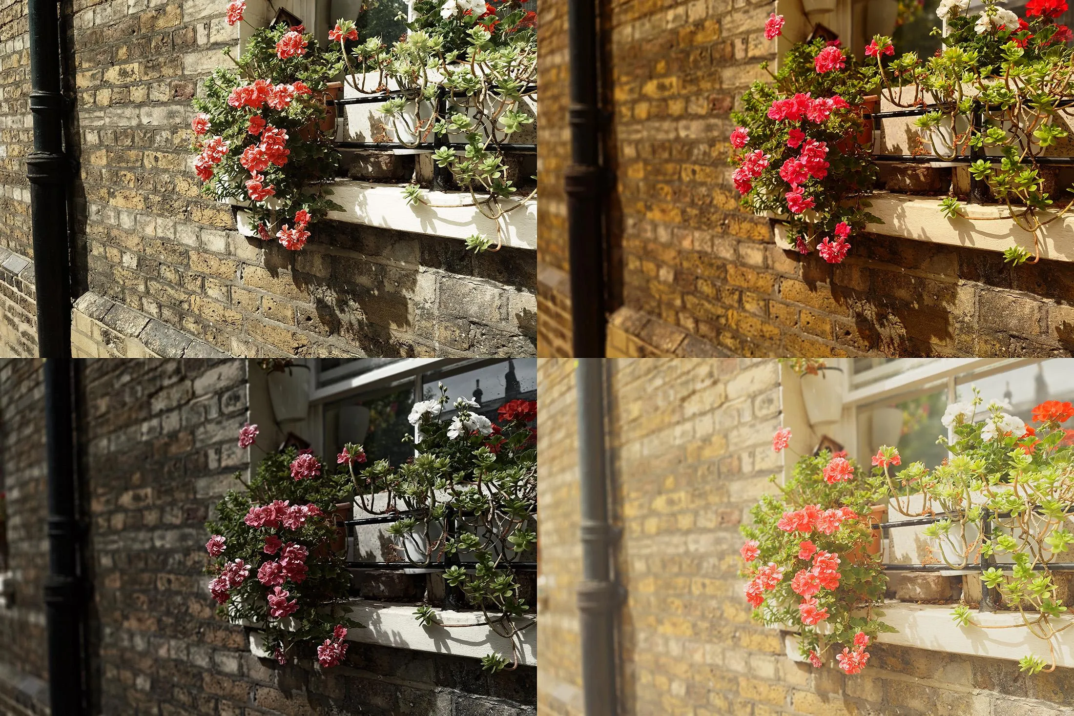 A collage of four photos of flowers, all with very different image processing from the Sony AI Camera Assistant